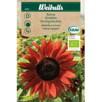 Weibulls Solros-'velvet queen' -  helianthus annuus, KRAV 6467