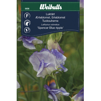 Weibulls Luktärt - lathyrus odoratus Spencer Blue Ripple 6606, Nyhet Weibulls Luktärt - lathyrus odoratus Spencer Blue Ripple 6606, Nyhet
