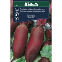 Weibulls Rödbeta, avlång - beta vulgaris Cylindra 7863, Nyhet