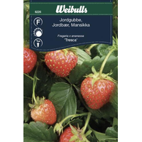 Weibulls Jordgubbe  - fragaria x ananassa 8226 Weibulls Jordgubbe  - fragaria x ananassa 8226