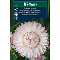 Weibulls Eternell, jätte Rosa-Silver  6055- Xerochrysum Bracteatum, Nyhet 2021 Weibulls Eternell, jätte Rosa-Silver  6055- Xerochrysum Bracteatum, Nyhet 2021