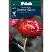 Weibulls Eternell, jätte Scarlet Djupröd  6056- Xerochrysum Bracteatum, Nyhet 2021 Weibulls Eternell, jätte Scarlet Djupröd  6056- Xerochrysum Bracteatum, Nyhet 2021