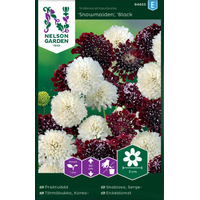 Nelson Garden Praktvädd - 'snowmaiden', 'black knight' - scabiosa atropurpurea