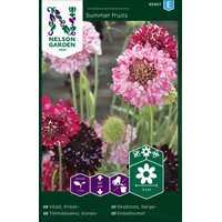 Nelson Garden Praktvädd - 'summer fruits' - scabiosa atropurpurea 
