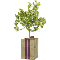  Plantkasse Blueberry Medium Army 21l