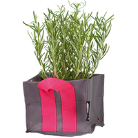  Plantkasse Blueberry XSmall Antracit 2 l