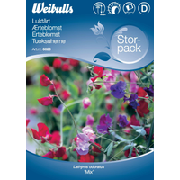 Weibulls Luktärt, storportion - lathyrus odoratus 6620