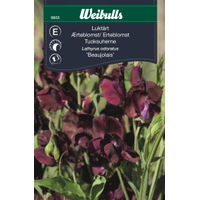 Weibulls Luktärt vinröd  - lathyrus odoratus Weibulls Luktärt vinröd  - lathyrus odoratus