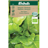 Weibulls Mangold vit - beta vulgaris 7841 Weibulls Mangold vit - beta vulgaris 7841