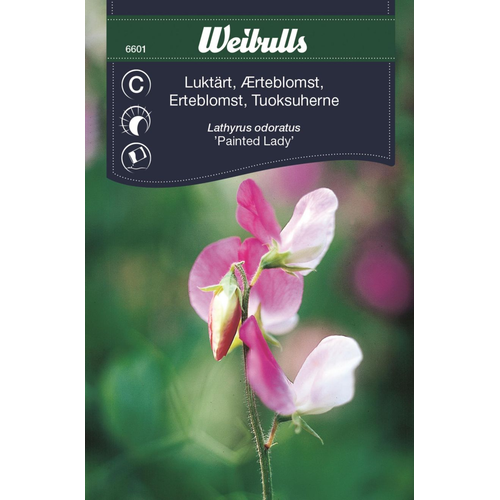 Weibulls Weibulls Luktärt - lathyrus odoratus Painted Lady, 6601 Nyhet