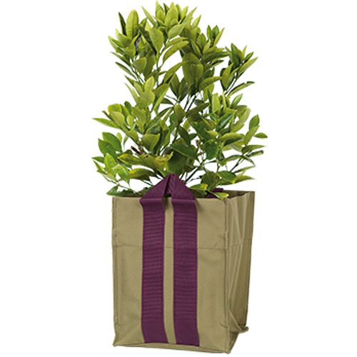 Nelson Garden  Plantkasse Blueberry Small Army 10 l