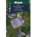 Weibulls Luktärt - lathyrus odoratus Spencer Blue Ripple 6606, Nyhet