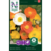 Nelson Garden Sibirisk vallmo -  - papaver croceum 95801 Nelson Garden Sibirisk vallmo -  - papaver croceum 95801