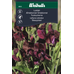Weibulls Luktärt vinröd  - lathyrus odoratus Weibulls Luktärt vinröd  - lathyrus odoratus